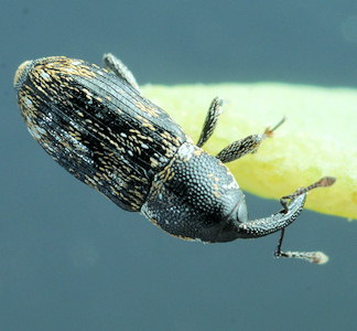 Cosmobaris scolopacea