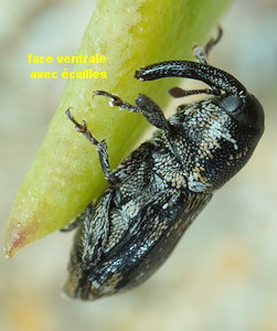 Cosmobaris scolopacea