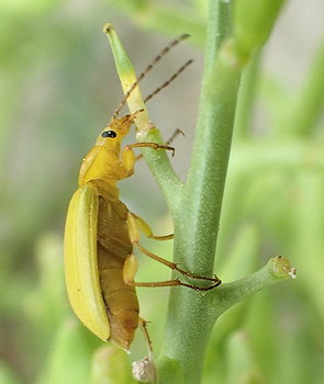 Cteniopus sulphureus