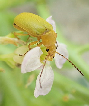 Cteniopus sulphureus