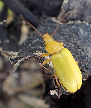 Cteniopus sulphureus