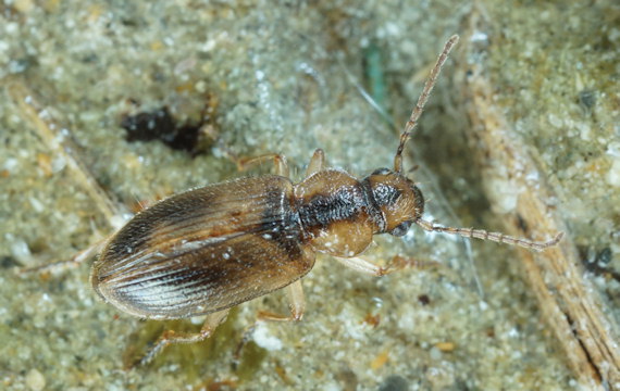 Dicheirotrichus gustavii