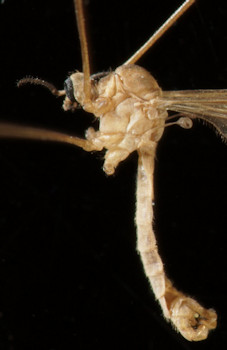 Dicranomyia sera