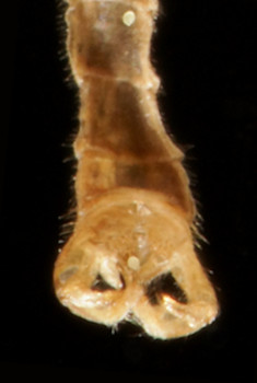 Dicranomyia sera