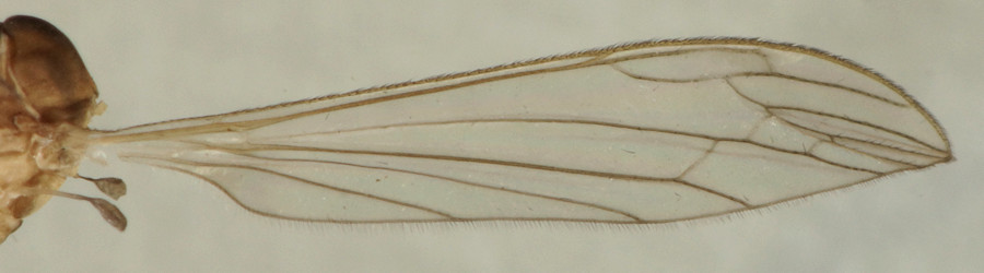 Dicranomyia sera