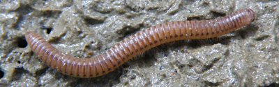 myriapode diplopode