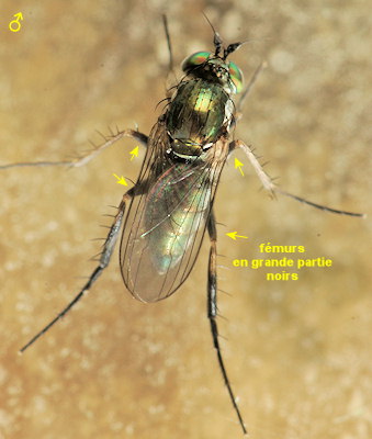 Dolichopus clavipes