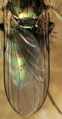 Dolichopus clavipes