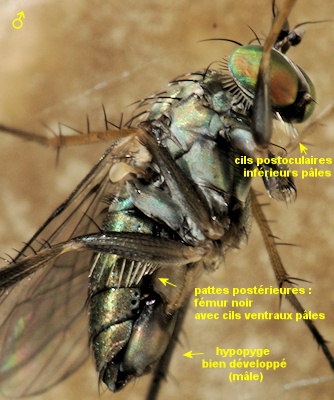Dolichopus clavipes