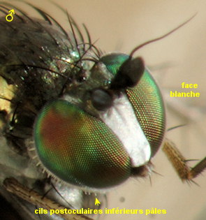 Dolichopus clavipes