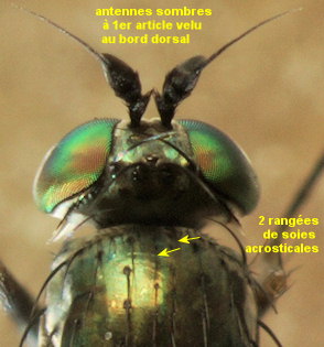 Dolichopus clavipes