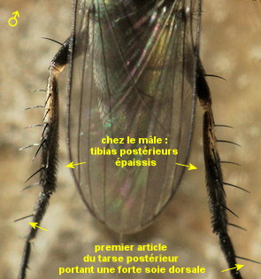Dolichopus clavipes