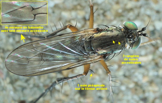 Dolichopus diadema