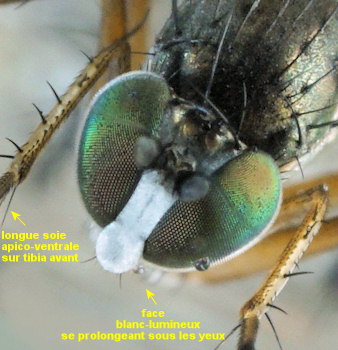 Dolichopus diadema