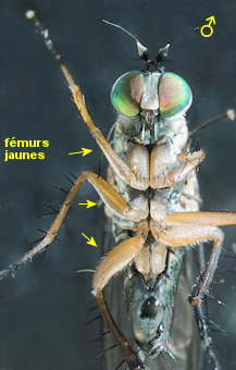 Dolichopus diadema