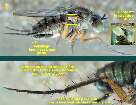Dolichopus diadema