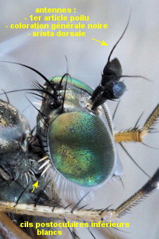 Dolichopus diadema