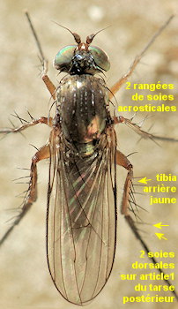 Dolichopus strigipes