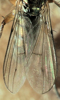 Dolichopus strigipes