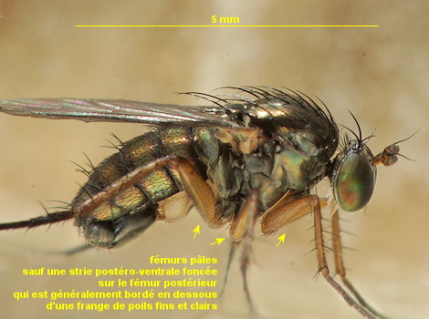 Dolichopus strigipes