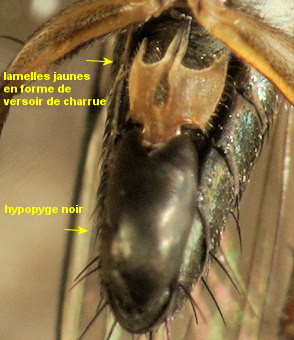 Dolichopus strigipes