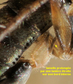 Dolichopus strigipes