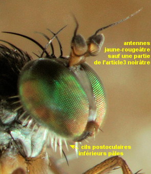 Dolichopus strigipes