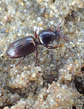 Dyschirius arenosus