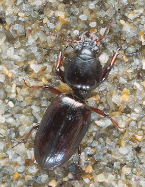 Dyschirius arenosus
