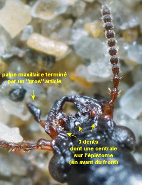 Dyschirius arenosus