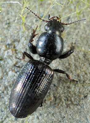 Dyschirius salinus