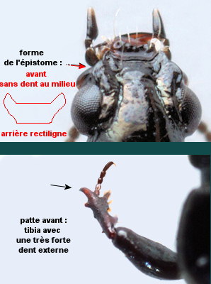 Dyschirius salinus