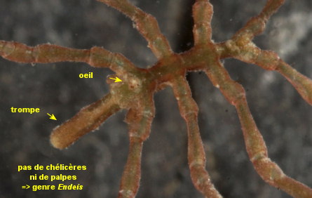 Endeis spinosa