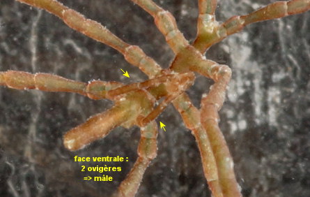 Endeis spinosa