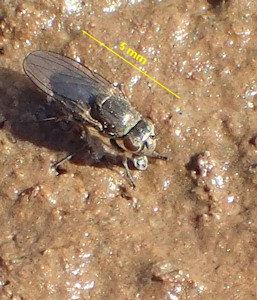 Ephydra