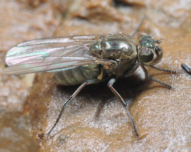 Ephydra