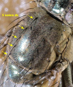 Ephydra