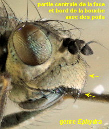 Ephydra