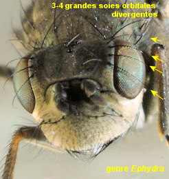 Ephydra