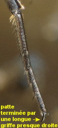 Ephydra