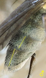 Ephydra