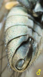 Ephydra