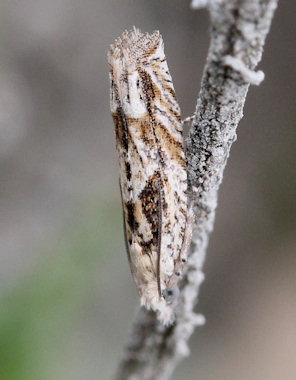Eucosma tripoliana