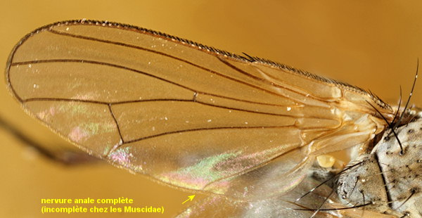 Fucellia maritima