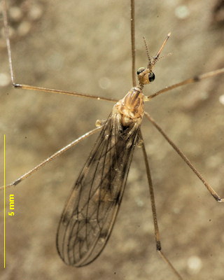 Geranomyia bezzii