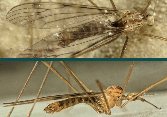 Geranomyia bezzii