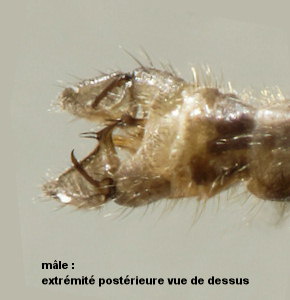 Geranomyia bezzii