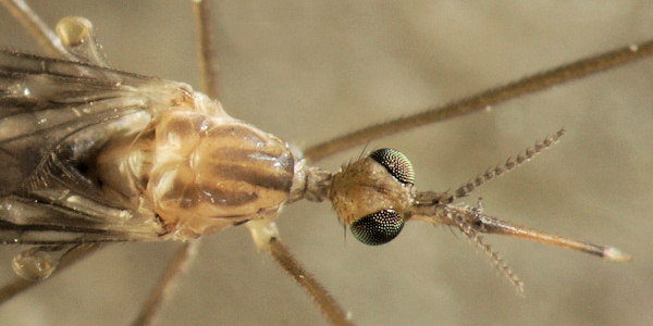 Geranomyia bezzii