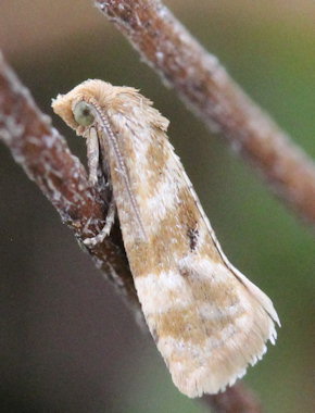 Gynnidomorpha vectisana