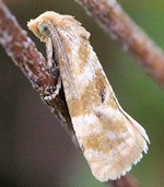 Gynnidomorpha vectisana